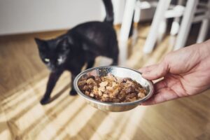 Влажный корм для стерилизованных кошек. Зачем он нужен и как выбрать?