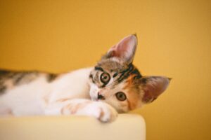 Каким кошкам подходит влажный корм с говядиной?
